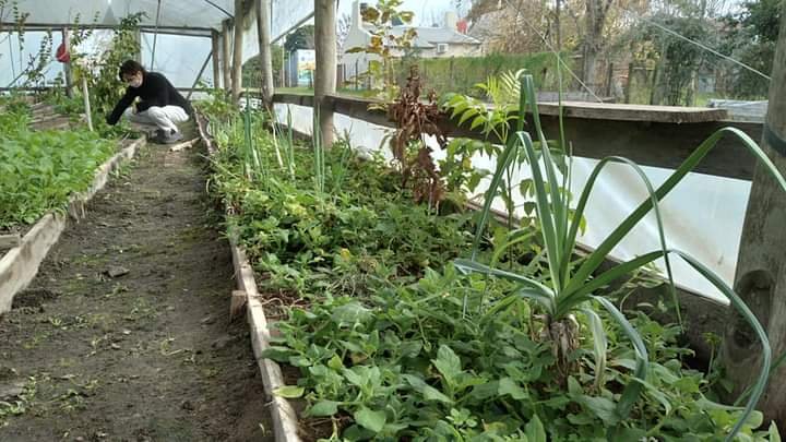 Entrega récord de plantines en el vivero municipal