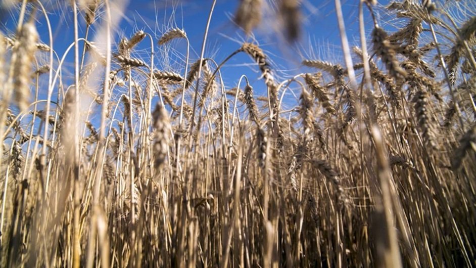 Concluye la siembra de trigo con la expectativa de una producción récord