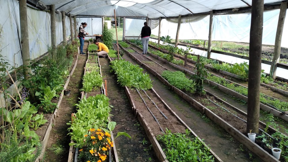 El vivero municipal ya entregó más de 1200 plantines