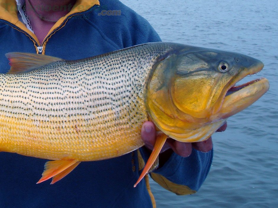 El lunes comienza la veda para la pesca del Dorado 