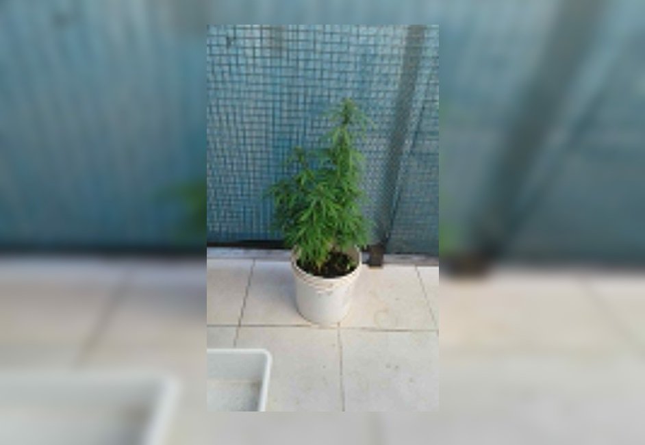 Secuestraron plantas de marihuana