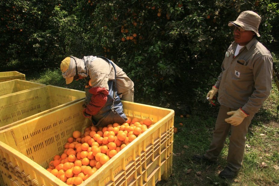No les queda ganancias: así exprimen a los productores de naranjas