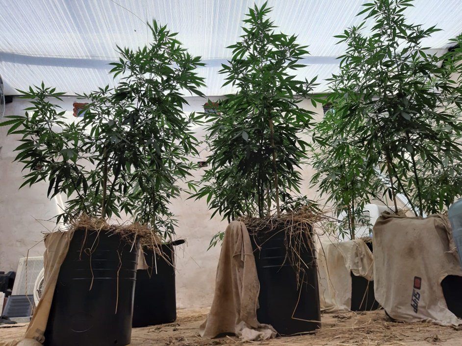 Un detenido con gran cantidad de plantas de marihuana