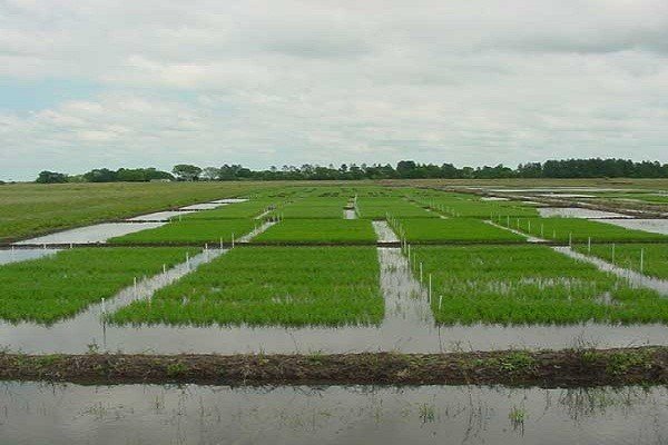 Arroz: el 75% está en condiciones de muy bueno a bueno