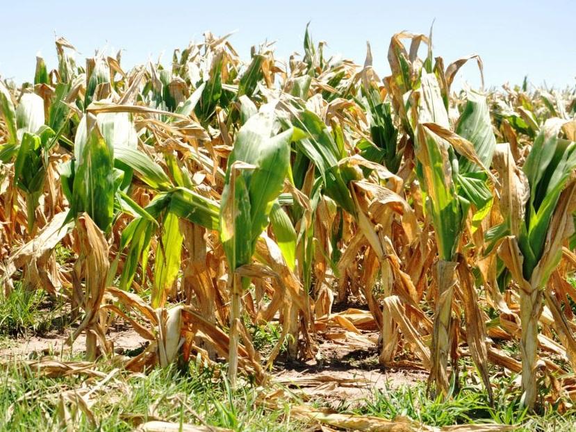 En Entre Ríos habrá pérdidas por 130 millones de dólares en maíz