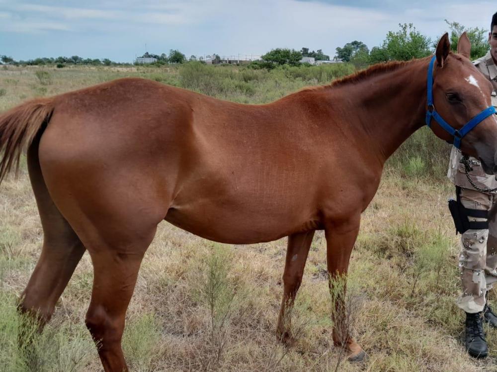El "ladrón del caballo" se había robado un equino para seguir delinquiendo