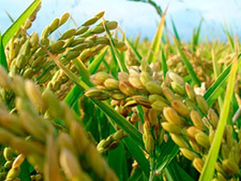 Fuerte caída de la producción arrocera en un año