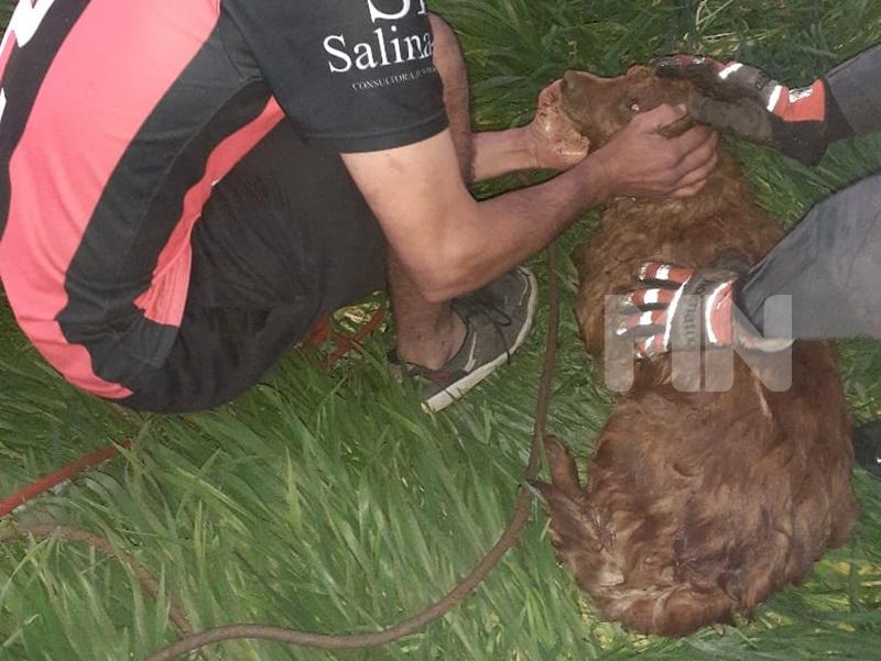Dos canes cayeron a un pozo de 32 metros de profundidad: uno sobrevivió