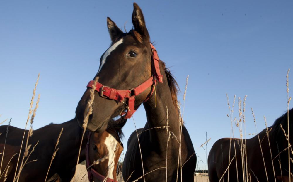 Confirmaron dos nuevos casos de encefalitis equina en Entre Ríos