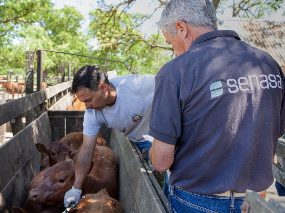 Se prepara la Campaña de Vacunación 2024 contra la fiebre aftosa