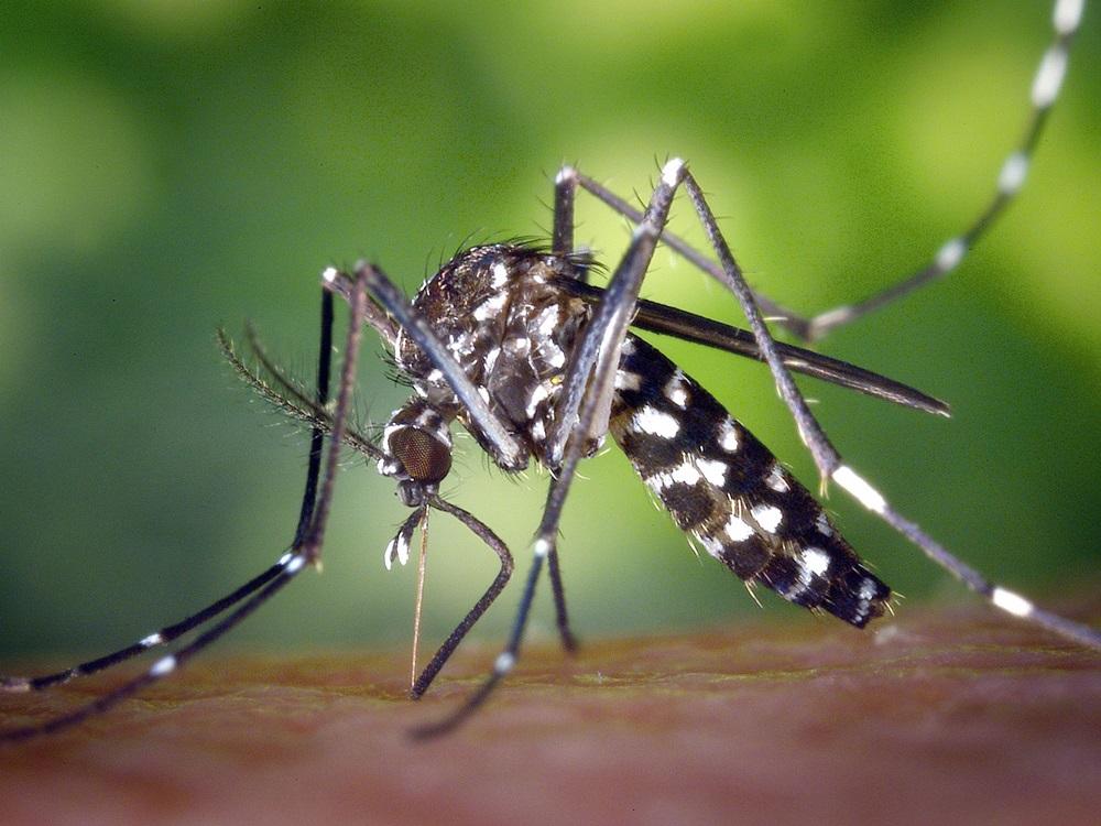 Dengue en aumento: se registraron más de 2 mil casos nuevos en la provincia