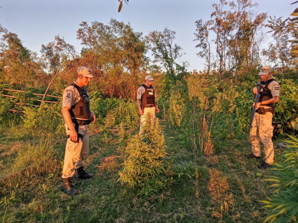 Prefectura desmanteló plantación de marihuana en isla del río Paraná