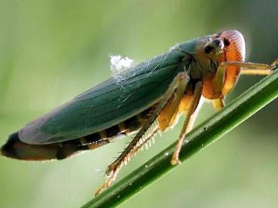 El Senasa autorizó insecticidas para el control de la chicharrita del maíz