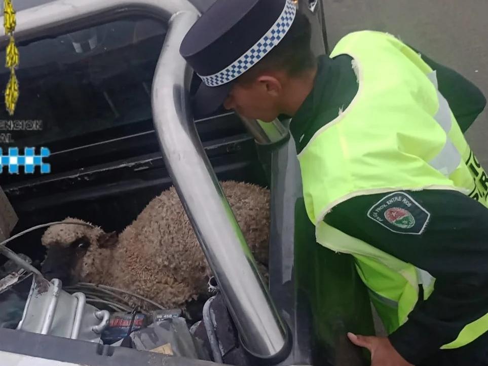 Secuestraron una oveja durante un operativo vial en Villaguay