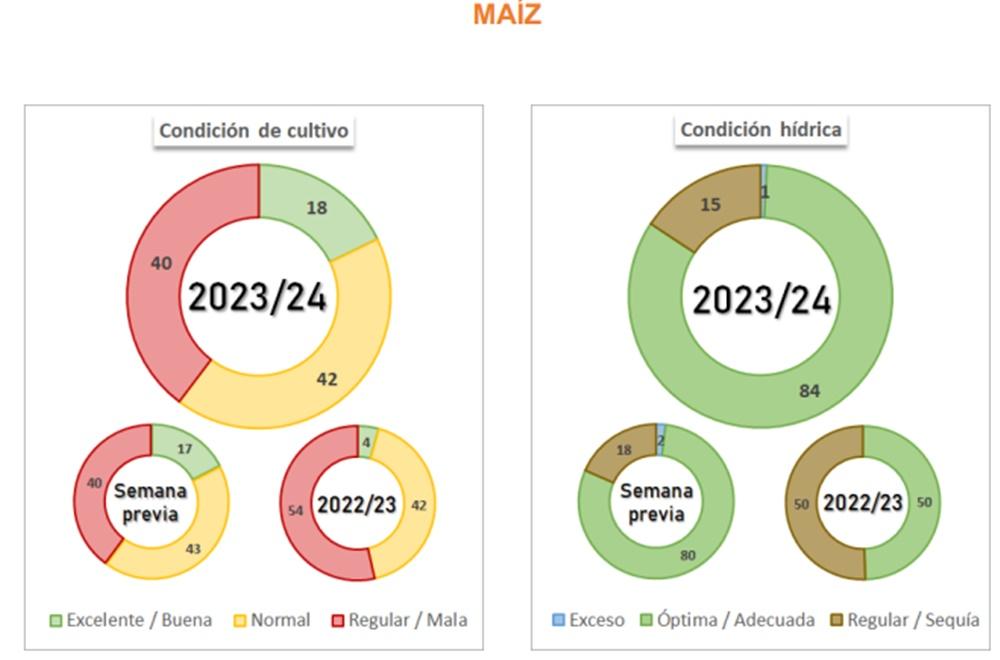 Maíz: avanzan las tareas de cosecha mientras se prevé mayor área no apta para la cosecha