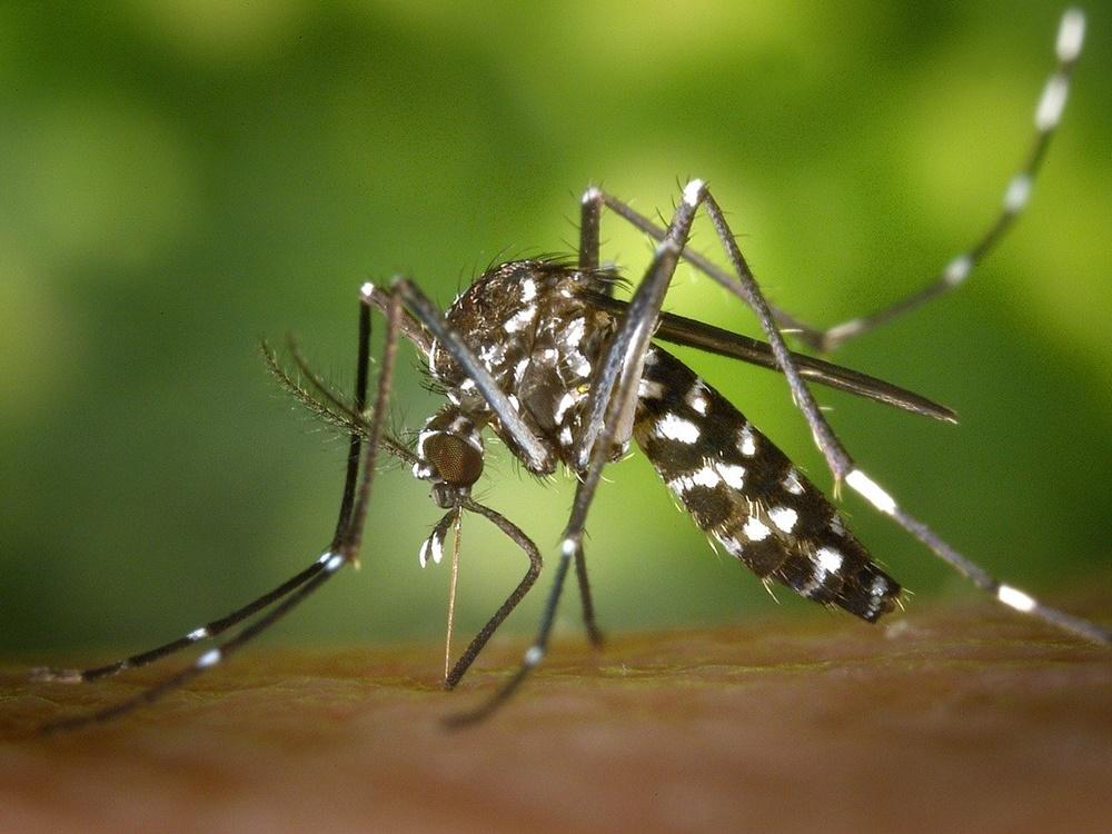 Entre Ríos continúa observando descensos en casos de dengue