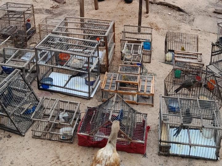 Secuestran más gallos de riña y otras aves tras amenazas entre familias