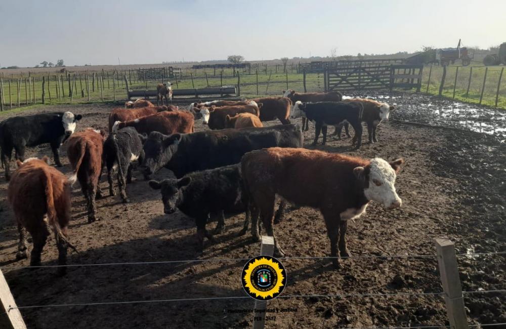 La Policía investiga el robo de 33 bovinos en Las Moscas
