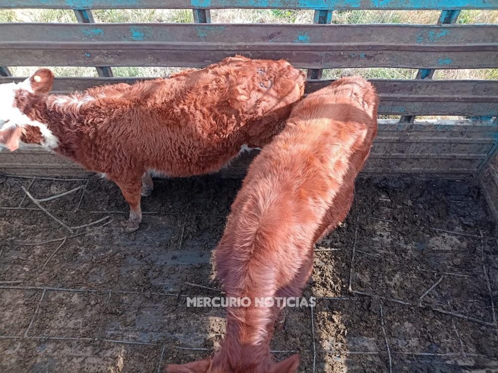 La Policía interrumpió un traslado dudoso de animales vacunos