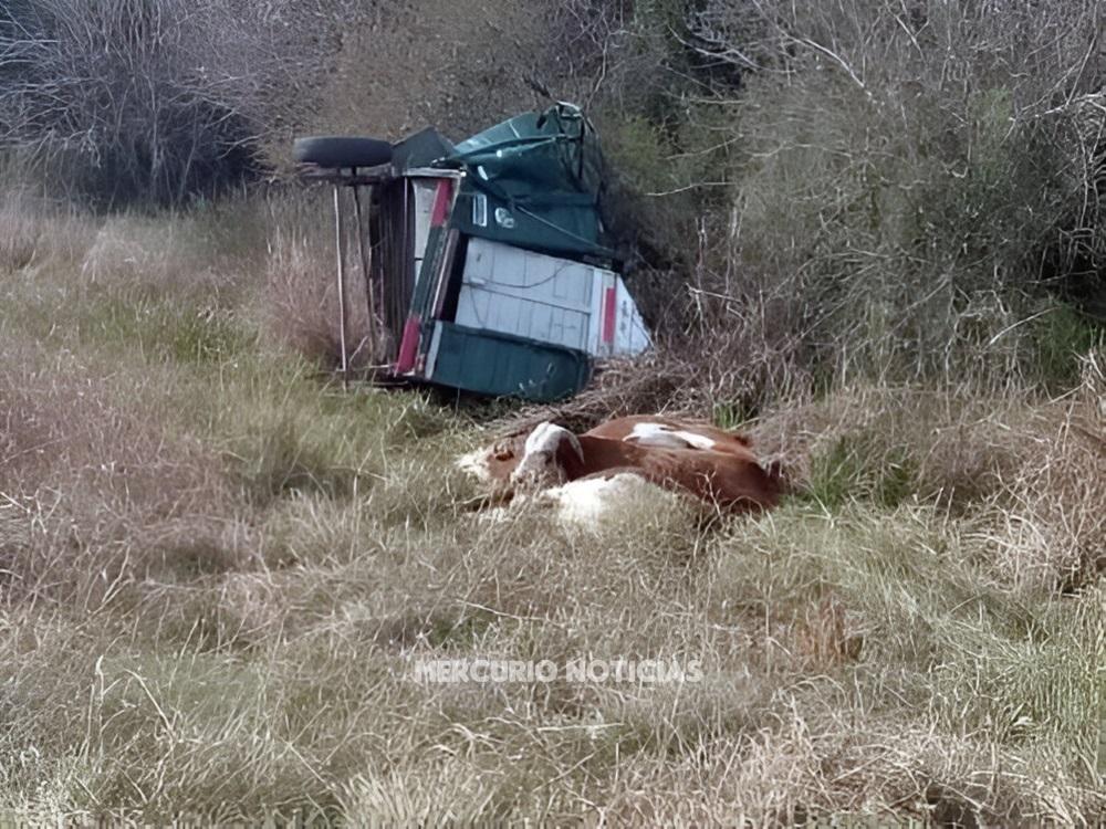 Cinco vacunos muertos al volcar un trailer en ruta 127