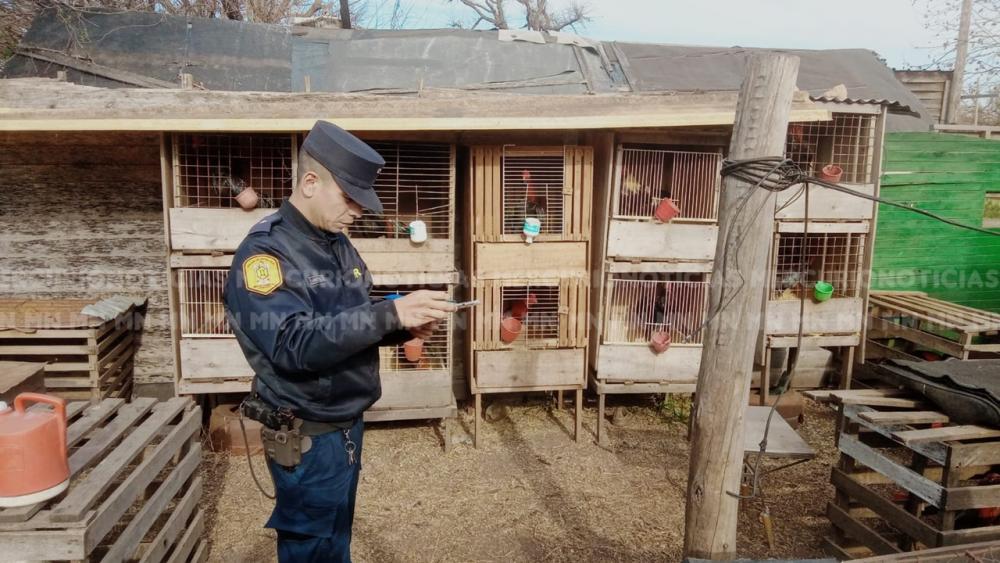 Once allanamientos desarticulan una red de peleas ilegales de gallos en Concordia