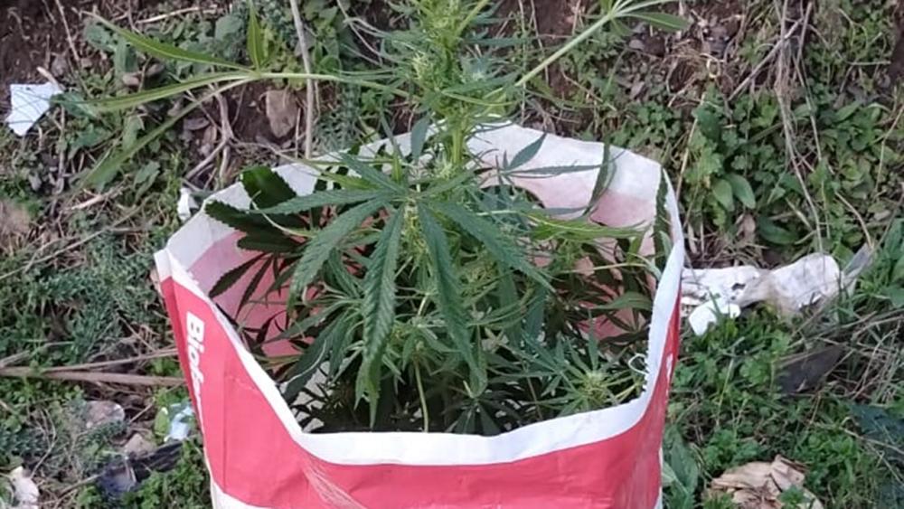 La Policía interceptó a jóvenes transportando marihuana en Colón