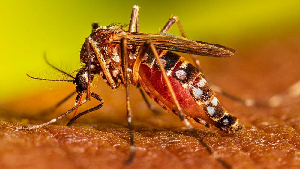 26 de agosto: Día Internacional contra el Dengue