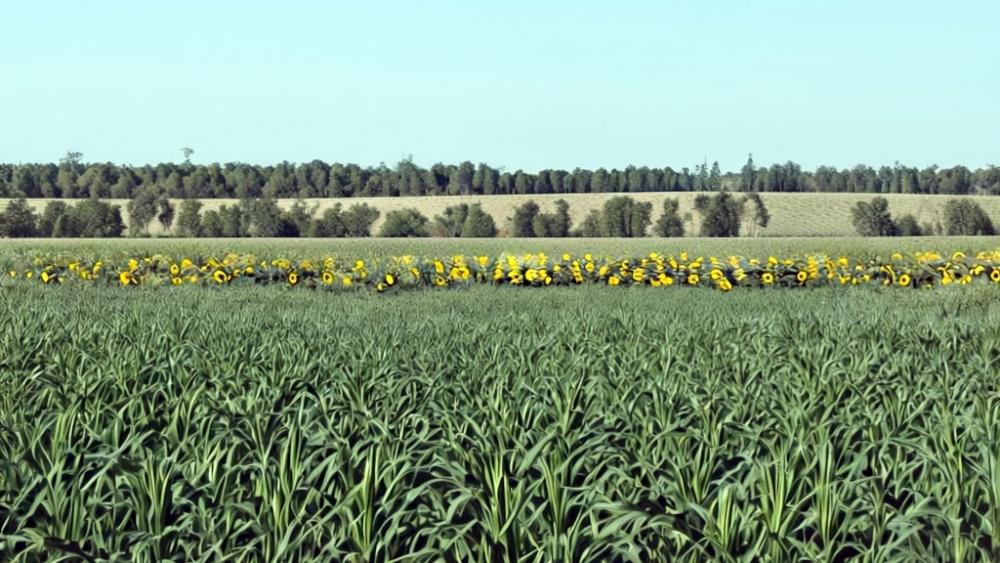 Avances de la siembra de cultivos en el país: maíz, girasol, trigo y cebada