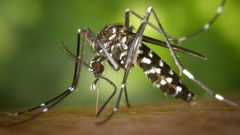 Confirman el primer caso de dengue de la temporada