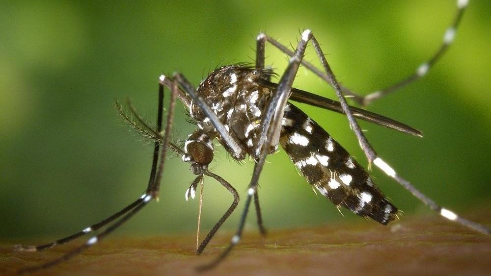 El repelente, clave en la lucha contra el dengue en Entre Ríos