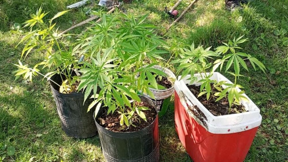 Secuestran plantas de cannabis en un allanamiento por el robo a un aserradero