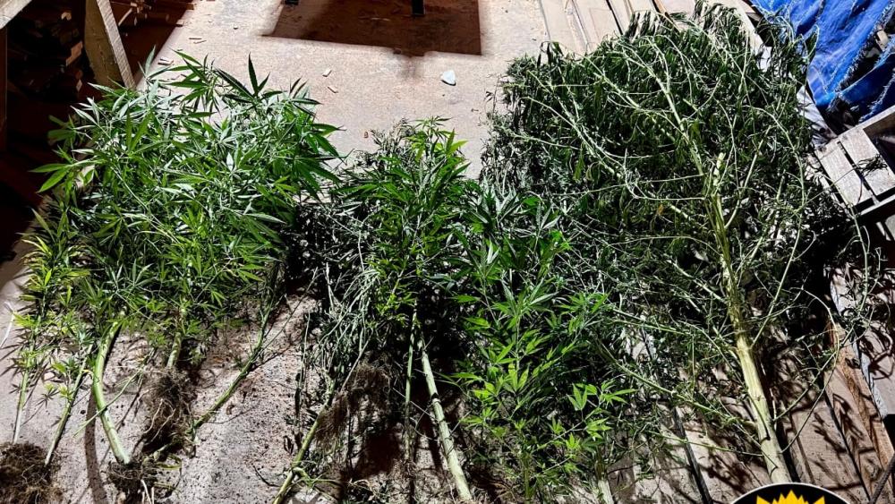 Secuestran plantas de marihuana durante procedimiento judicial en Colón