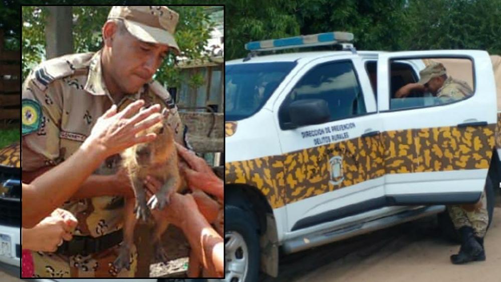 Rescataron una cría de carpincho que estaba atada en una casa de Colón