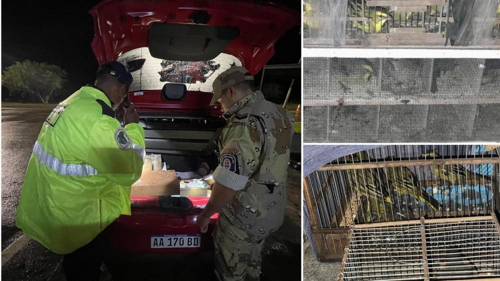 Secuestraron 40 aves silvestres en un control vehicular