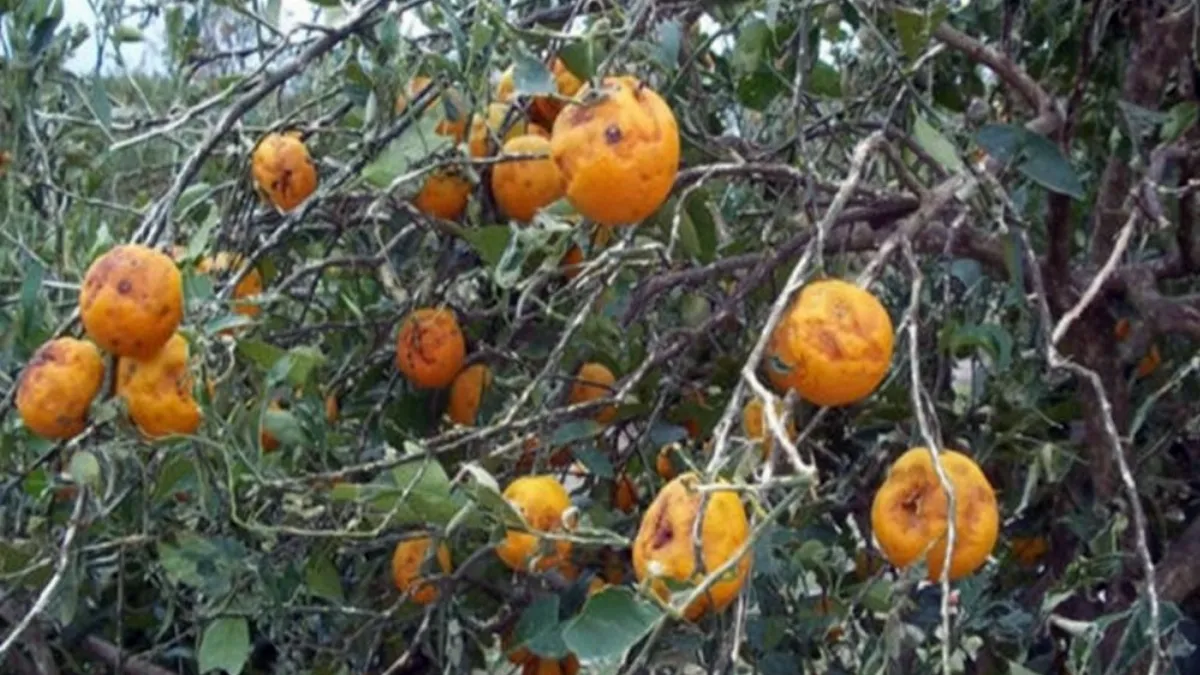 Declaran la emergencia agropecuaria en Entre Ríos por heladas y granizo para el citrus, pecán, soja y huerta