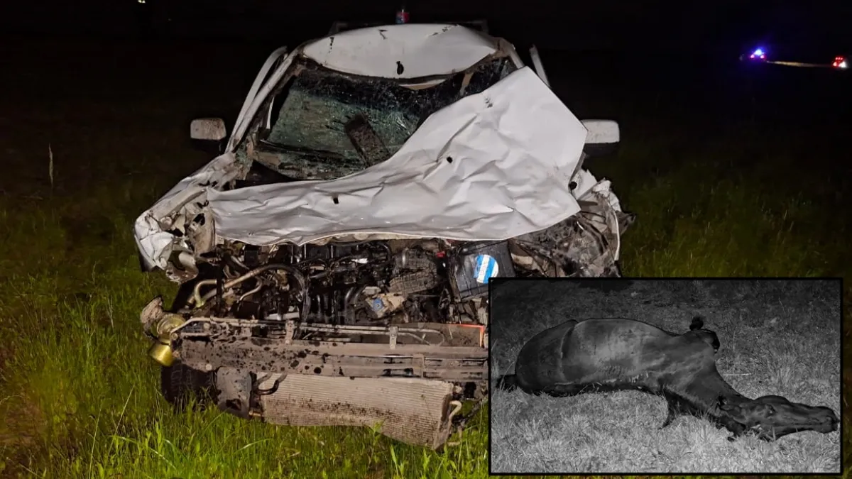 Un vehículo colisionó un caballo en la ruta 127