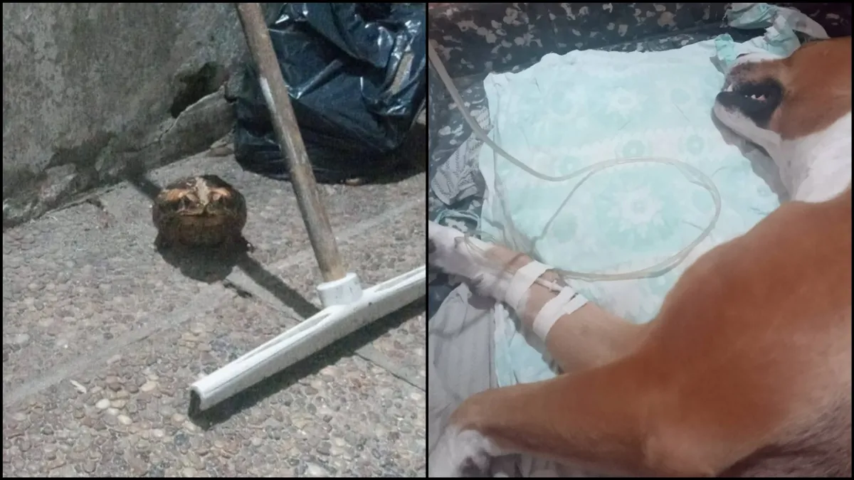 Preocupación por la muerte de perros debido a una toxina en sapos