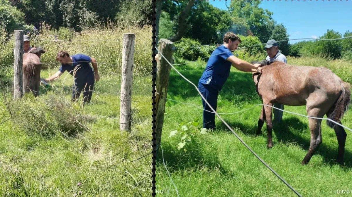 Rescate y atención veterinaria de un equino en la vía pública