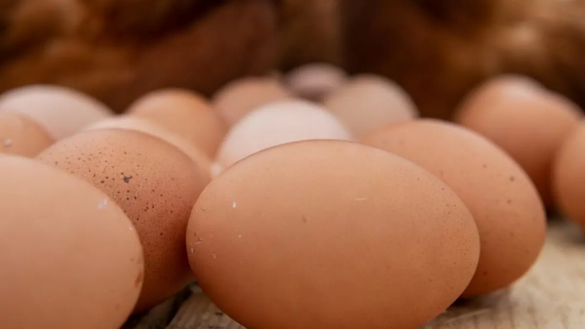 Informe productivo de la industria avícola en Argentina