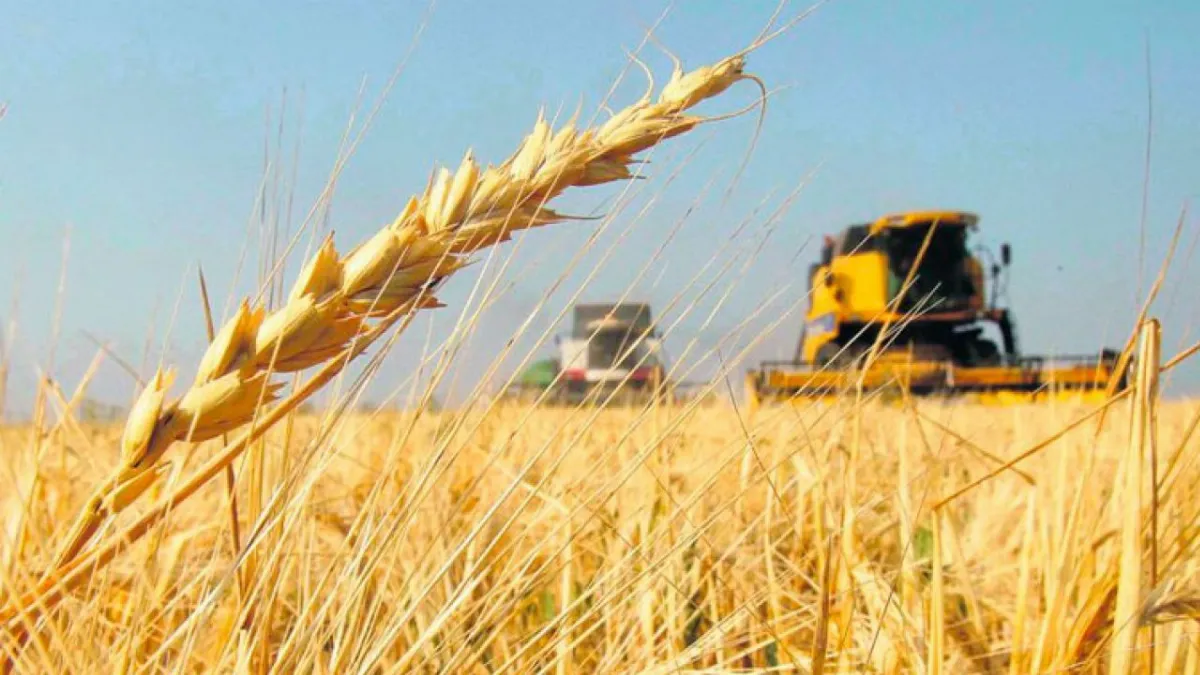 La producción de trigo en Argentina estableció un nuevo récord