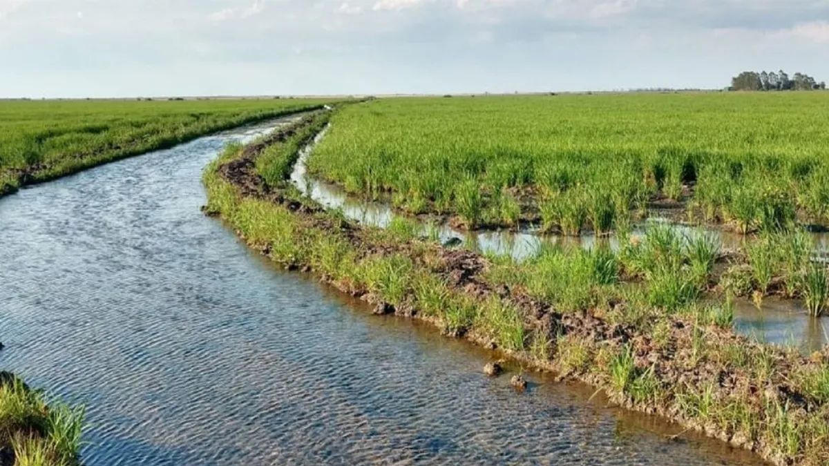 Quieren crear un parque temático del arroz