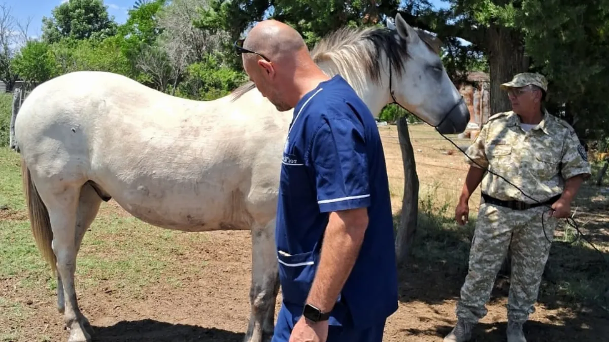 Recuperan equino sustraído tras operativo policial en Villaguay