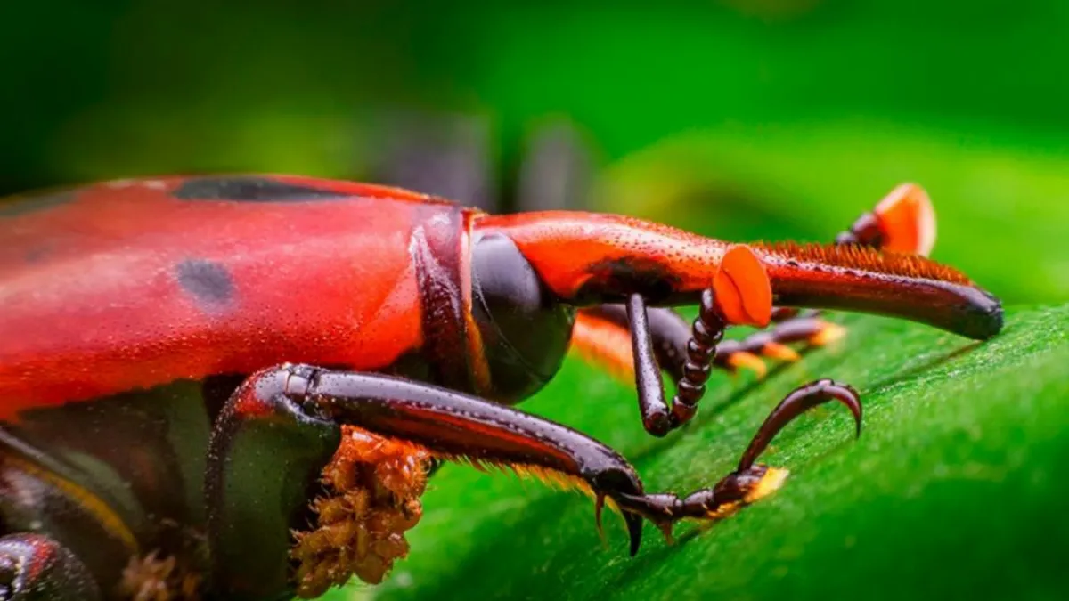 Declararon la emergencia fitosanitaria nacional por picudo rojo de las palmeras