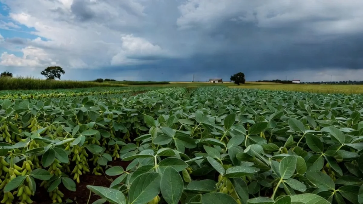 Mejoran las condiciones hídricas para los cultivos de verano tras lluvias