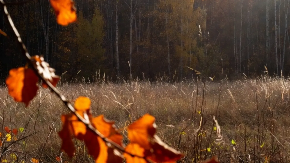 Pronóstico para el otoño: condiciones cálidas y lluvias irregulares en el país