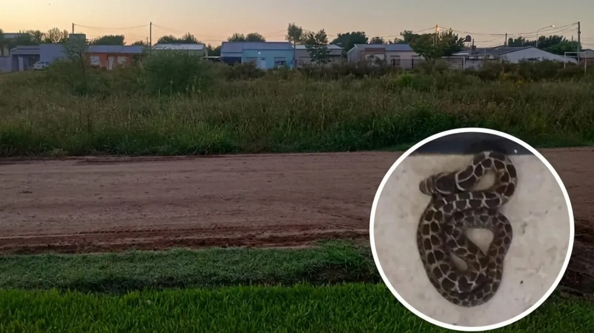 Vecinos solicitan intervención ante la aparición de serpientes en la zona norte