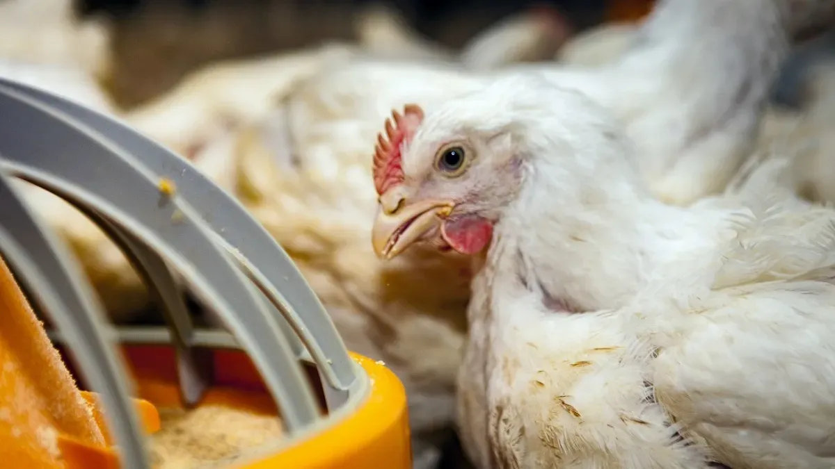 Refuerzan medidas de prevención ante nuevos casos de influenza aviar en el país