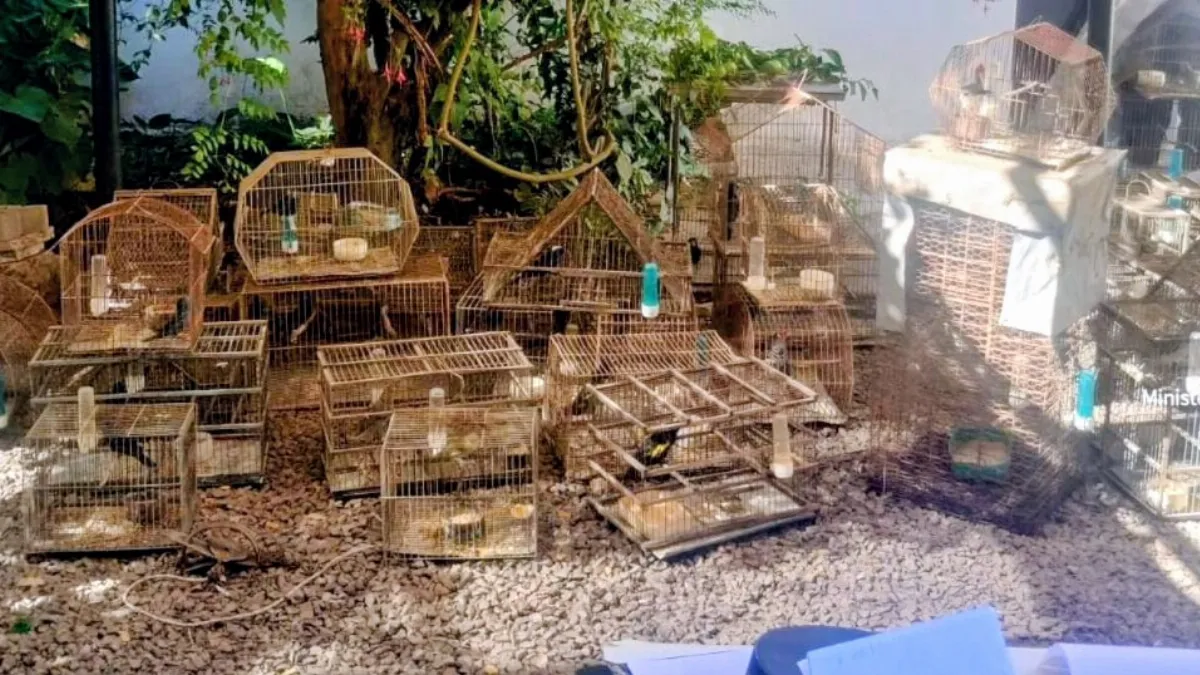 Allanamiento por infracción a la Ley de Caza: secuestran 80 aves autóctonas