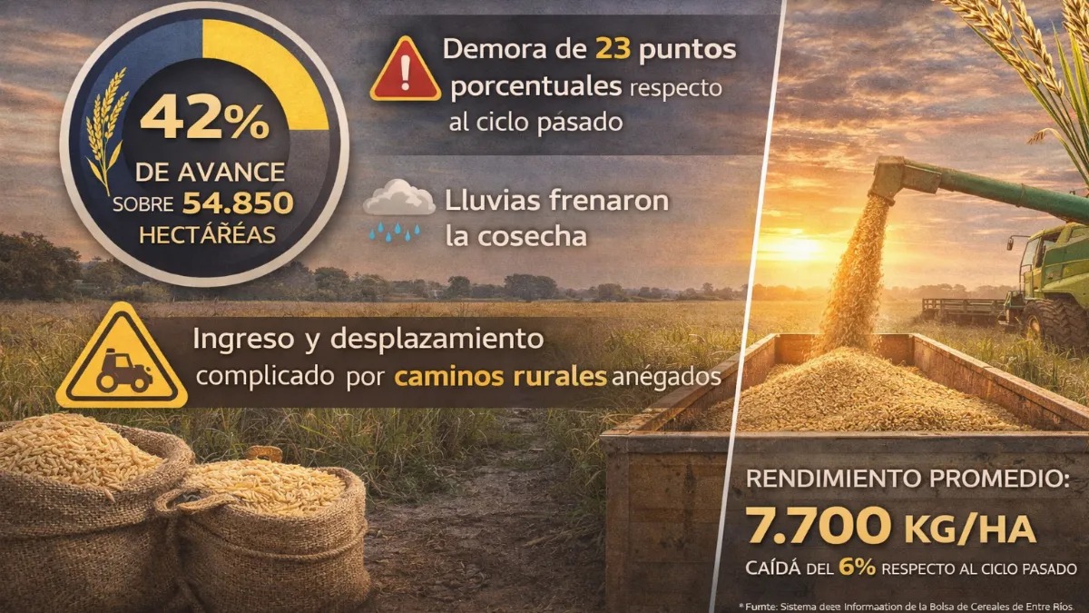 Los caminos de la producción y su mal estado complican la cosecha del arroz