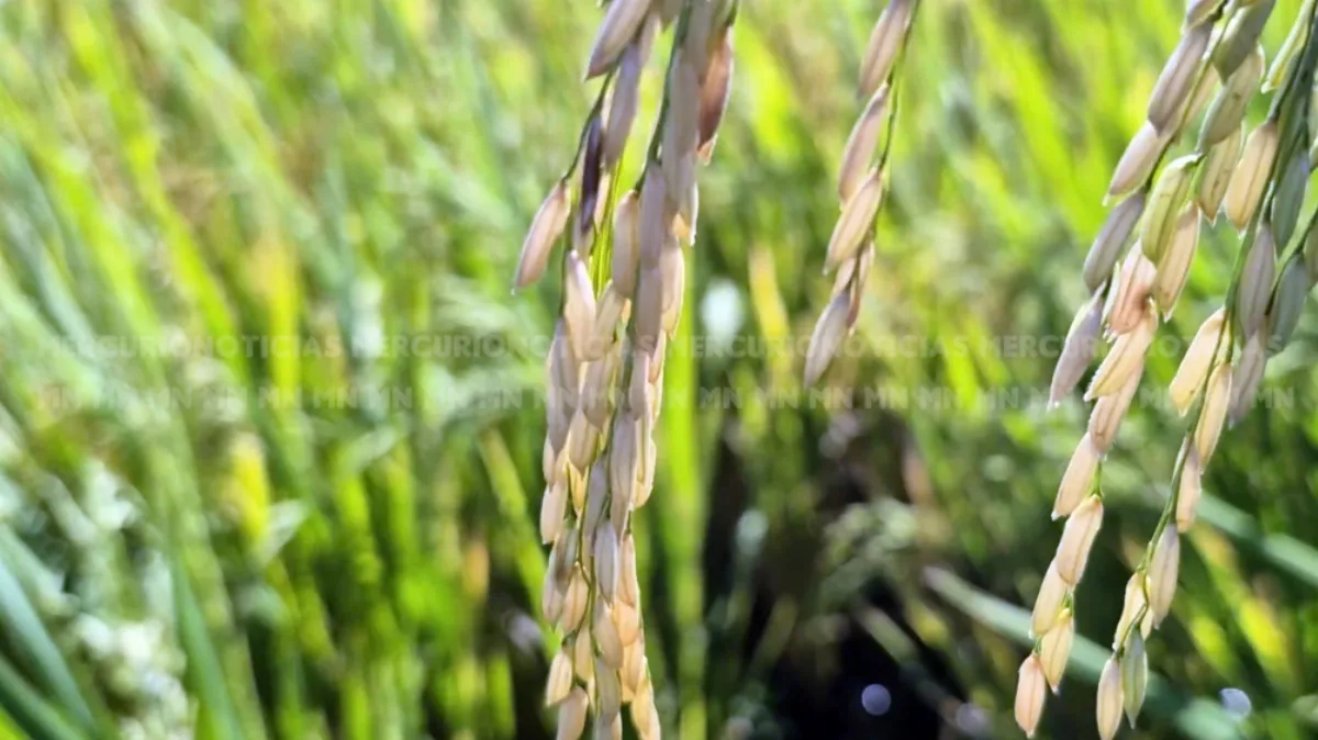 Productores arroceros iniciaron un cese de comercialización y advierten por el impacto económico